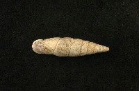 藏品(臺灣煙管蝸牛)的圖片
